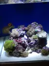 [TodoMarino.com] Yomismo´s Reef  91L+sump