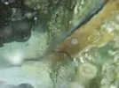 [TodoMarino.com] gusanos en el sump