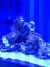[TodoMarino.com] consejo aquascaping opiniones para mejorarlo¡¡¡¡