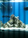 [TodoMarino.com] consejo aquascaping opiniones para mejorarlo¡¡¡¡