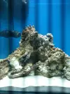 [TodoMarino.com] consejo aquascaping opiniones para mejorarlo¡¡¡¡
