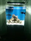 [TodoMarino.com] consejo aquascaping opiniones para mejorarlo¡¡¡¡