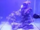 [TodoMarino.com] mi acuario en proceso