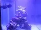 [TodoMarino.com] mi acuario en proceso