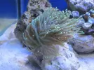 [TodoMarino.com] preocupado por mi Euphyllia glabrescens