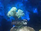 [TodoMarino.com] preocupado por mi Euphyllia glabrescens