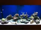 [TodoMarino.com] ja3d Reef - Foto Octubre -