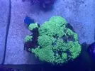 [TodoMarino.com] Caulastrea hulk XXXL - Algeciras