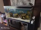 [TodoMarino.com] venta peces - madrid