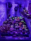 [TodoMarino.com] Esquejes baratos - Rivas Vaciamadrid - Madrid