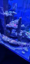 [TodoMarino.com] REBAJADO..Acuario marino cubo de 60x60x55 - Petrel(Alicante)