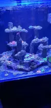 [TodoMarino.com] REBAJADO..Acuario marino cubo de 60x60x55 - Petrel(Alicante)