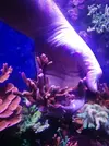 [TodoMarino.com] Vendo Esquejes ( montiporas varias) - Madrid