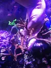 [TodoMarino.com] Vendo Esquejes ( montiporas varias) - Madrid