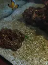 [TodoMarino.com] Plaga algas, desconozco el tipo y qué puedo hacer
