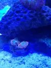 [TodoMarino.com] Rhodactis desconocido