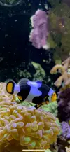 [TodoMarino.com] Venta pareja Payaso Percula Onix - Madrid