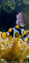 [TodoMarino.com] Venta pareja Payaso Percula Onix - Madrid