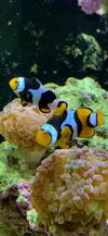 [TodoMarino.com] Venta pareja Payaso Percula Onix - Madrid
