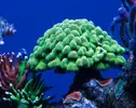 [TodoMarino.com] Vendo varias piezas de coral sps (Madrid) - Madrid