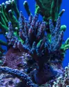 [TodoMarino.com] Vendo varias piezas de coral sps (Madrid) - Madrid