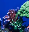 [TodoMarino.com] Vendo varias piezas de coral sps (Madrid) - Madrid