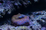 [TodoMarino.com] Vendo varias piezas de coral sps (Madrid) - Madrid
