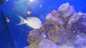 [TodoMarino.com] Pez lineatus - Puerto de Santa María