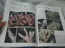 [TodoMarino.com] Corals of the world (corales del mundo) - Málaga