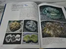 [TodoMarino.com] Corals of the world (corales del mundo) - Málaga