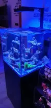 [TodoMarino.com] REBAJADO 600 EUROS Acuario marino cubo 60x60x55 - Petrel(Alicante)
