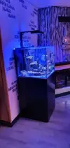 [TodoMarino.com] REBAJADO 600 EUROS Acuario marino cubo 60x60x55 - Petrel(Alicante)
