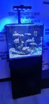 [TodoMarino.com] REBAJADO 600 EUROS Acuario marino cubo 60x60x55 - Petrel(Alicante)