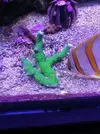 [TodoMarino.com] Vendo Esquejes ( montiporas varias) - Madrid
