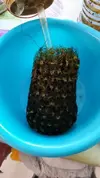 [TodoMarino.com] Reactor de algas externo