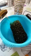 [TodoMarino.com] Reactor de algas externo