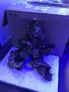 [TodoMarino.com] Nuevo cubo reef 125 lts