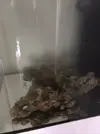[TodoMarino.com] Nuevo cubo reef 125 lts