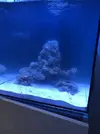 [TodoMarino.com] Nuevo cubo reef 125 lts