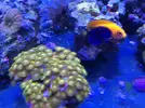 [TodoMarino.com] Venta de peces. Girona. - Barcelona