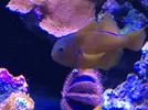 [TodoMarino.com] Venta de peces. Girona. - Barcelona