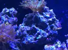 [TodoMarino.com] Venta de peces. Girona. - Barcelona