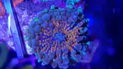 [TodoMarino.com] Euphillia ancora, zoanthus varios, daisy polyps- Alcalá de Henares-Los Santos de la Humosa