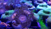 [TodoMarino.com] Euphillia ancora, zoanthus varios, daisy polyps- Alcalá de Henares-Los Santos de la Humosa