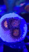 [TodoMarino.com] Euphillia ancora, zoanthus varios, daisy polyps- Alcalá de Henares-Los Santos de la Humosa