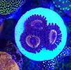 [TodoMarino.com] Euphillia ancora, zoanthus varios, daisy polyps- Alcalá de Henares-Los Santos de la Humosa