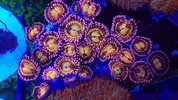 [TodoMarino.com] Euphillia ancora, zoanthus varios, daisy polyps- Alcalá de Henares-Los Santos de la Humosa