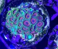 [TodoMarino.com] Euphillia ancora, zoanthus varios, daisy polyps- Alcalá de Henares-Los Santos de la Humosa