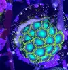 [TodoMarino.com] Euphillia ancora, zoanthus varios, daisy polyps- Alcalá de Henares-Los Santos de la Humosa