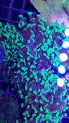 [TodoMarino.com] Euphillia ancora, zoanthus varios, daisy polyps- Alcalá de Henares-Los Santos de la Humosa